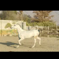 فروش اسب سفیدمادیان بسیار زیبا با آبستن ۴ماهه|اسب و تجهیزات اسبسواری|فیروزآباد (فارس), |دیوار