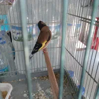 سهره سیاه سر متولدقفس قرص