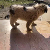 سگ قدر جونی واگزاری