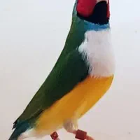 فنچ گلدین|پرنده|اصفهان, آزادگان|دیوار