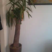 یوکا تنه دار|گل و گیاه طبیعی|تهران, درکه|دیوار