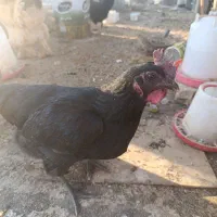 مرغ بوف ایام سمانی محلی فروش