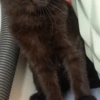 حیوانی آروم و دوس داشتنی