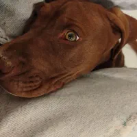 سگ پیتبول نر|سگ|اصفهان, کساره|دیوار