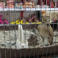 سهره خاکی جوجه امسال|پرنده|محمدیه-قزوین, |دیوار