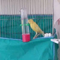 قناری نر|پرنده|کنگاور, |دیوار