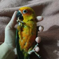 پرنده زینتی