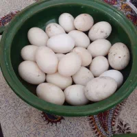 تخم اردک ۳۰عدد