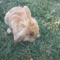 خرگوش‌لوپی