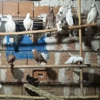 کبوتر‌ پرشی