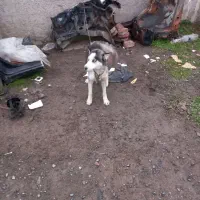 سگ هاستینگ زبان بلد