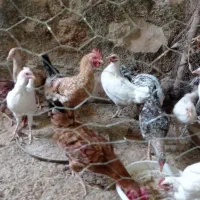 مرغ تخم گذار و جوجه مرغ بزرگ