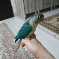 تراکوییس یلوساید( معاوضه با جوجه ملنگو)