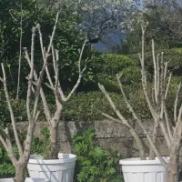 حراج نهال زیتون|خدمات باغبانی و درختکاری|قشم, |دیوار