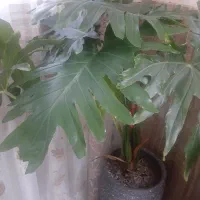 گل برگ انجیری