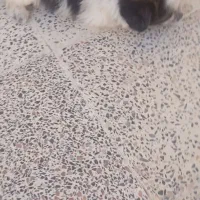 سگ شیتزو تریر