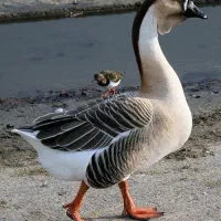 قو غاز 22عدد|حیوانات مزرعه|پارس‌آباد, |دیوار