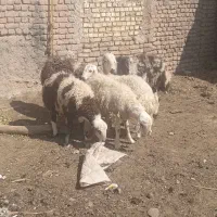 بره قوچی بروجردی|حیوانات مزرعه|جلگه رخ, |دیوار