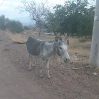 الاغ ماده