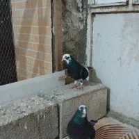 کبوتر  سیمین شهر|پرنده|سیمین شهر, |دیوار