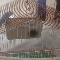 مرغ عشق