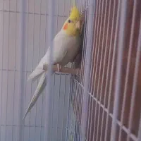جفت عروس هلندی