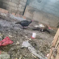 بوقلمون دو عدد نر