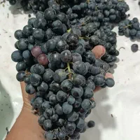 انگور سیاه دیم سردشت کردستان|عمده‌فروشی|مشهد, کوی دروی|دیوار