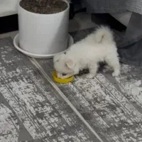 سگ پامرماده رایگان|سگ|دزفول, |دیوار