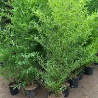 خیزران ( بامبو)