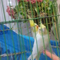 جفت عروس پاریس شرط مولد