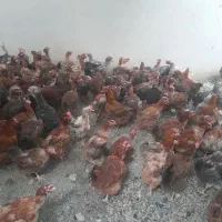 خرید و فروش انواع مرغ و خروس و پایان دوره تخمگذار