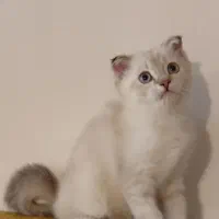 اسکاتیش فولد ۳ ماهه|گربه|ارومیه, |دیوار