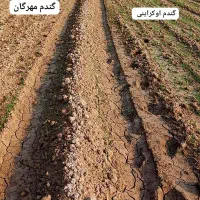 بذر گندم اوکراینی|گل و گیاه طبیعی|اهواز, زندوکیلی|دیوار