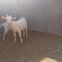 بز وکره|حیوانات مزرعه|مهریز, |دیوار