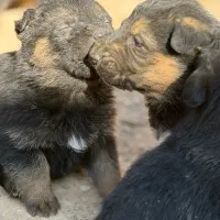 توله ژرمن کلاسیک|سگ|رباط‌کریم, پرندک|دیوار