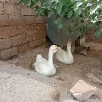 قوغاز|حیوانات مزرعه|اهواز, اسماعیلیه|دیوار
