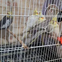 عروس هلندی 2 ماهه