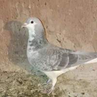 چندتاکفترپریشی