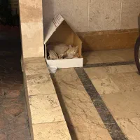 واگزاری گربه رایگان|گربه|تهران, بلوار کشاورز|دیوار