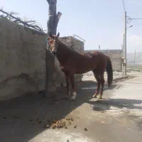 فروش مادیون|اسب و تجهیزات اسب‌سواری|سیلاخور, |دیوار