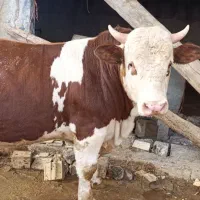 گوساله نر سیمینتال