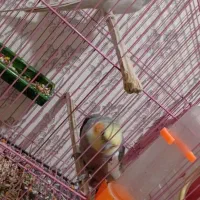 عروس هلندی شرط تخم|پرنده|کرخه, |دیوار