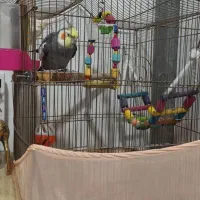 عروس هلندی سخنگو