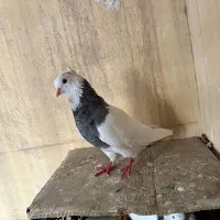 کبوتر طوقی نر|پرنده|خرمشهر, |دیوار