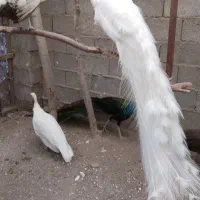 طاووس|پرنده|رشت, بلوار گیلان|دیوار