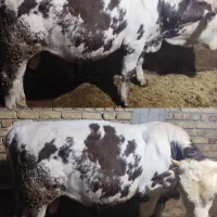 فروش گوساله نر سیمینتال