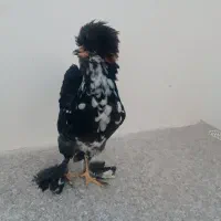 خروس سلطان
