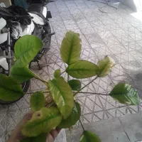 گیاه انابیاس