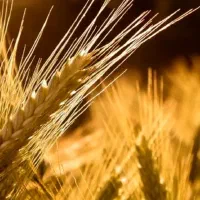 جو آبی رقم مهتاب